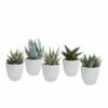 Gasteria, Haworthia Et Leurs Caches-pots Blancs, Box De 5 Plantes - H8cm, ø6cm - Plantes D'intérieur
