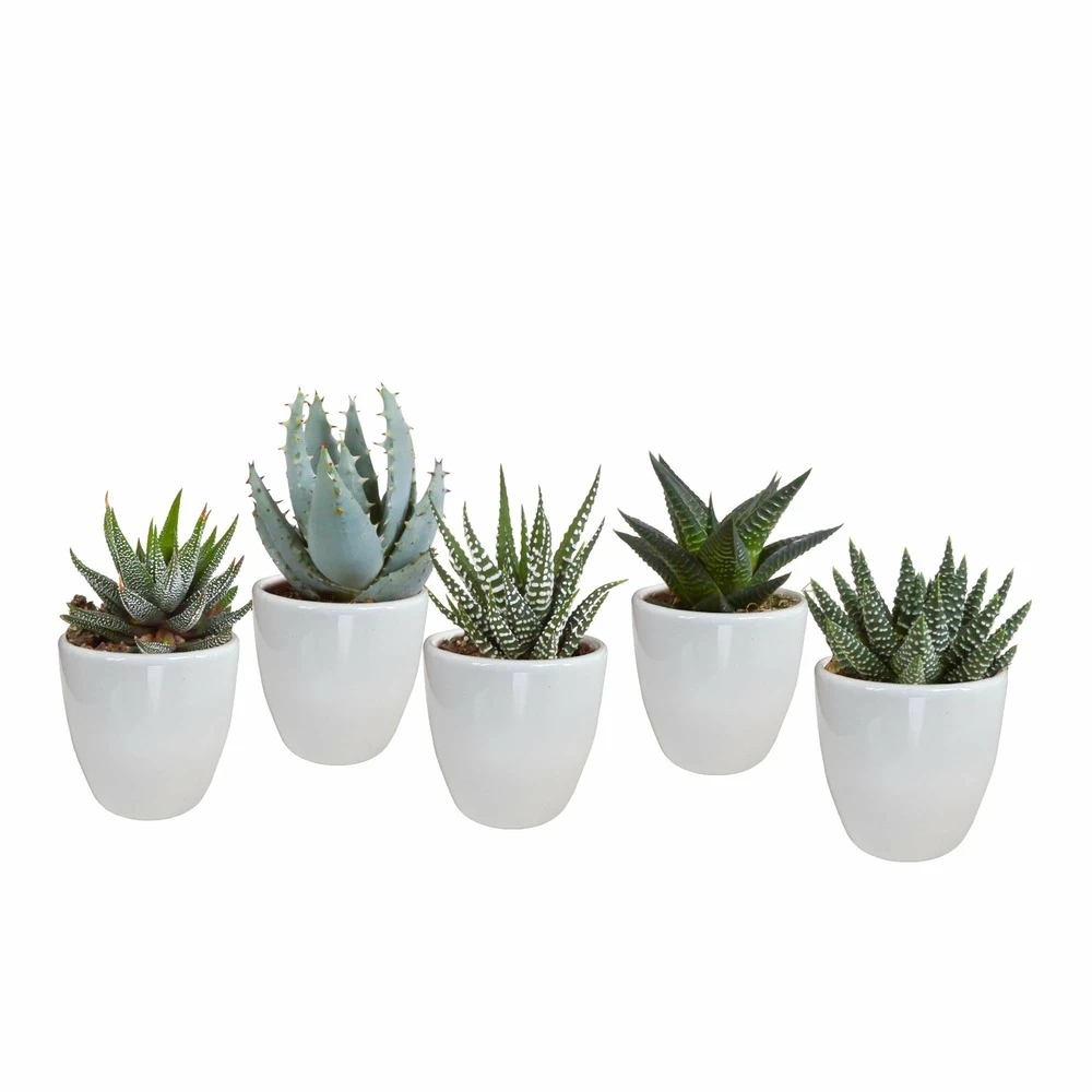 Gasteria, Haworthia Et Leurs Caches-pots Blancs, Box De 5 Plantes - H8cm, ø6cm - Plantes D'intérieur