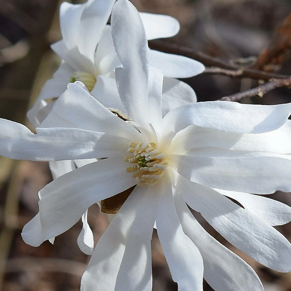 Magnolia étoilé Stellata/pot De 4l - 40/60 Cm – Image 3