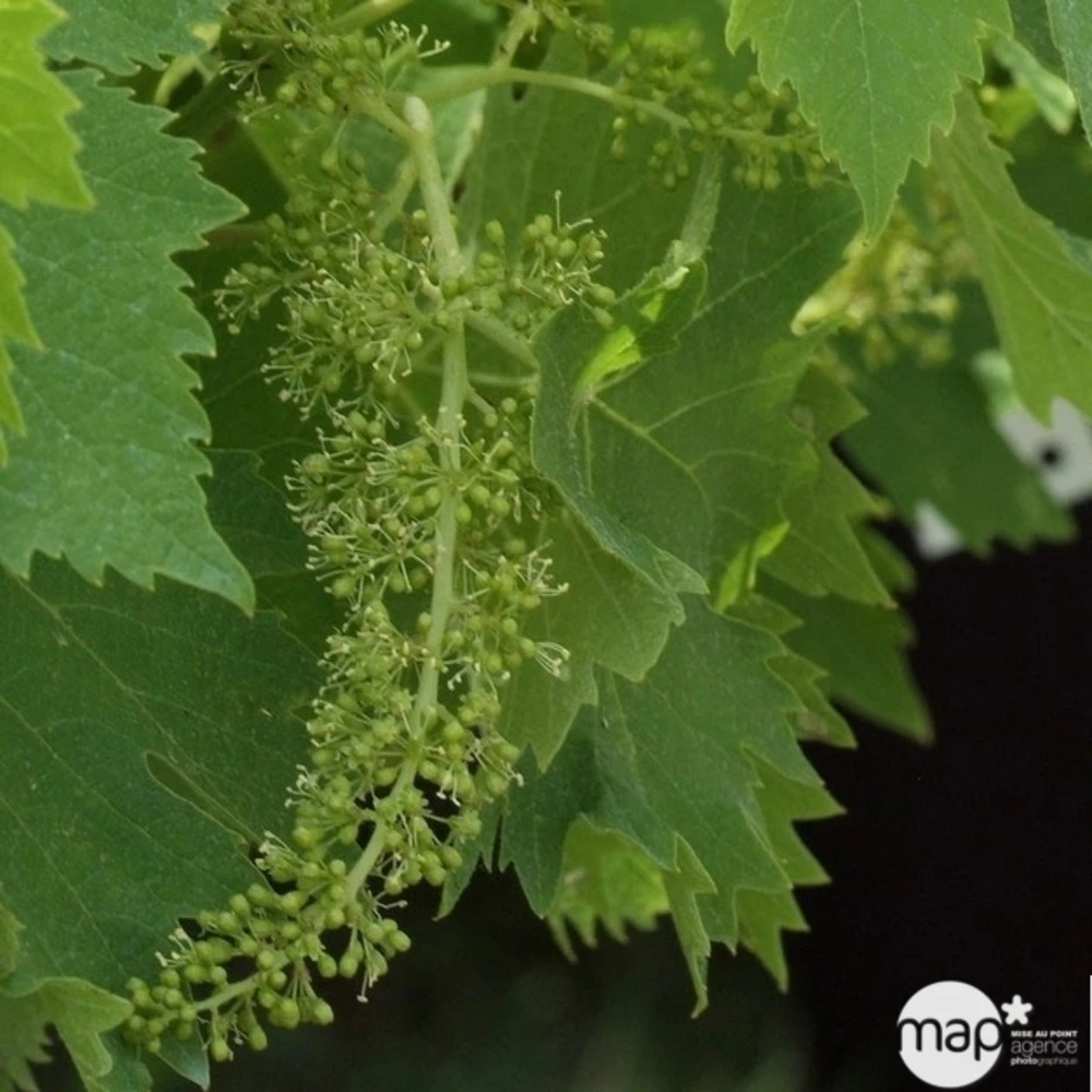 Vigne Variée : Pot 25L – Image 5