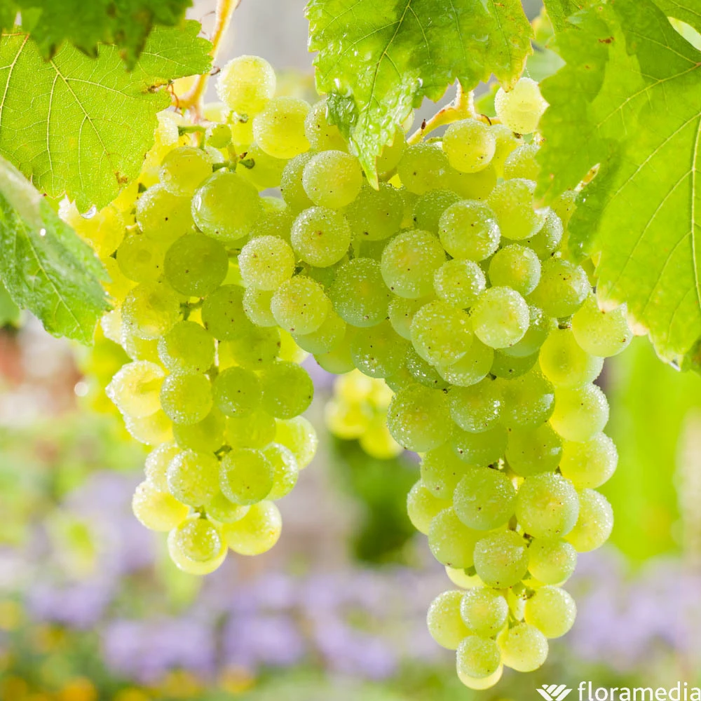 Vigne Variée : Pot 100L – Image 3