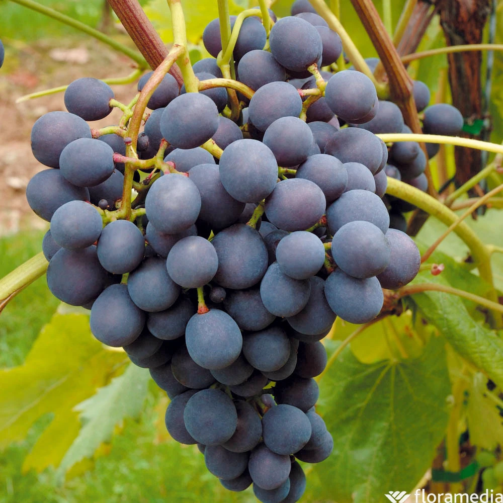 Vigne Variée : Pot 25L – Image 4