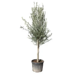 Olivier, Olea Europeae, ' Cipressino ' : Pot 70L