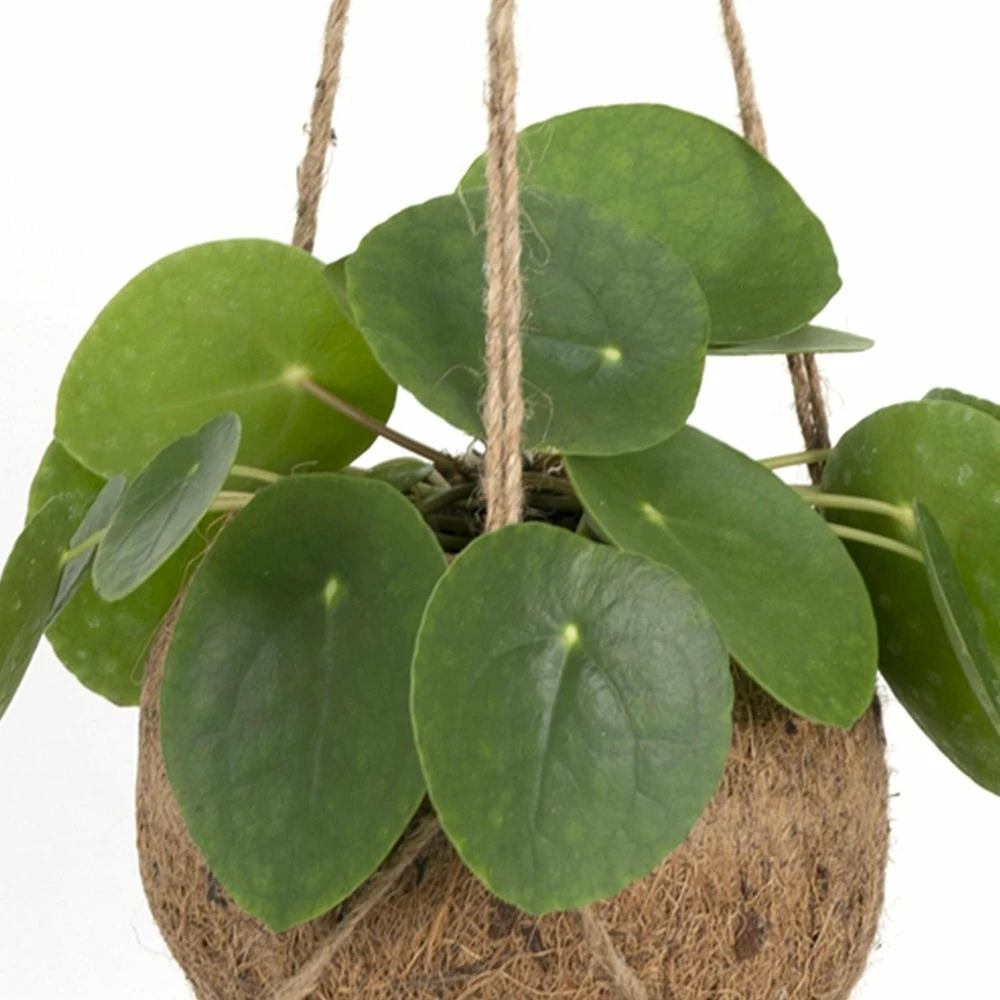 Kokodama Pilea Peperomiodes - H20cm, ø15cm - Plante D'intérieur Tombante – Image 2