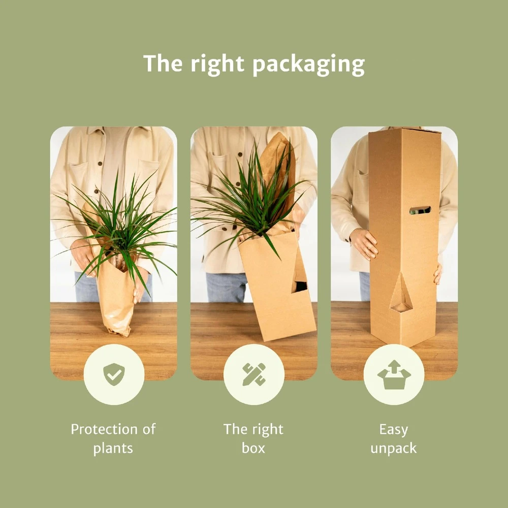 Box Suprise X6 - Plantes D'intérieur – Image 5