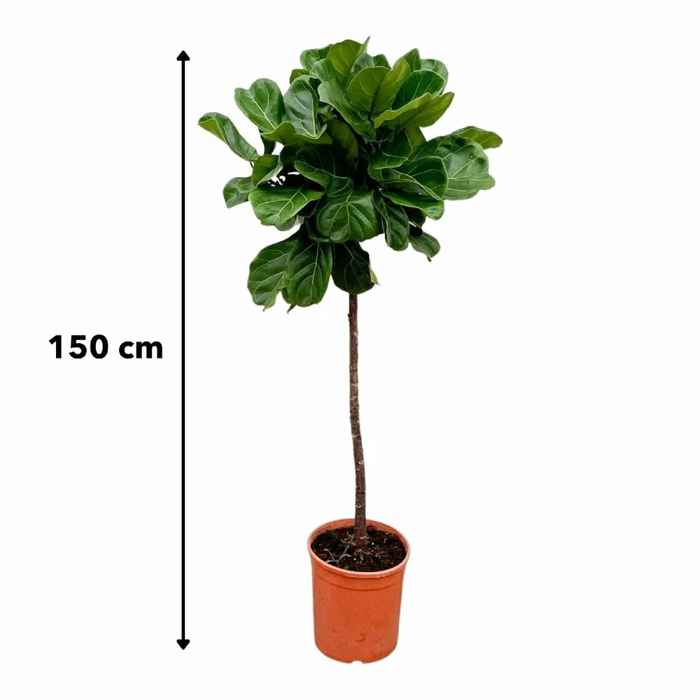 Ficus Lyrata Xl - H150cm, ø30cm - Très Grande Plante D'intérieur – Image 4