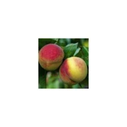 Pêcher Charles Ingouf : Gobelet 3 Ans D'âge Ctr 12 Litres