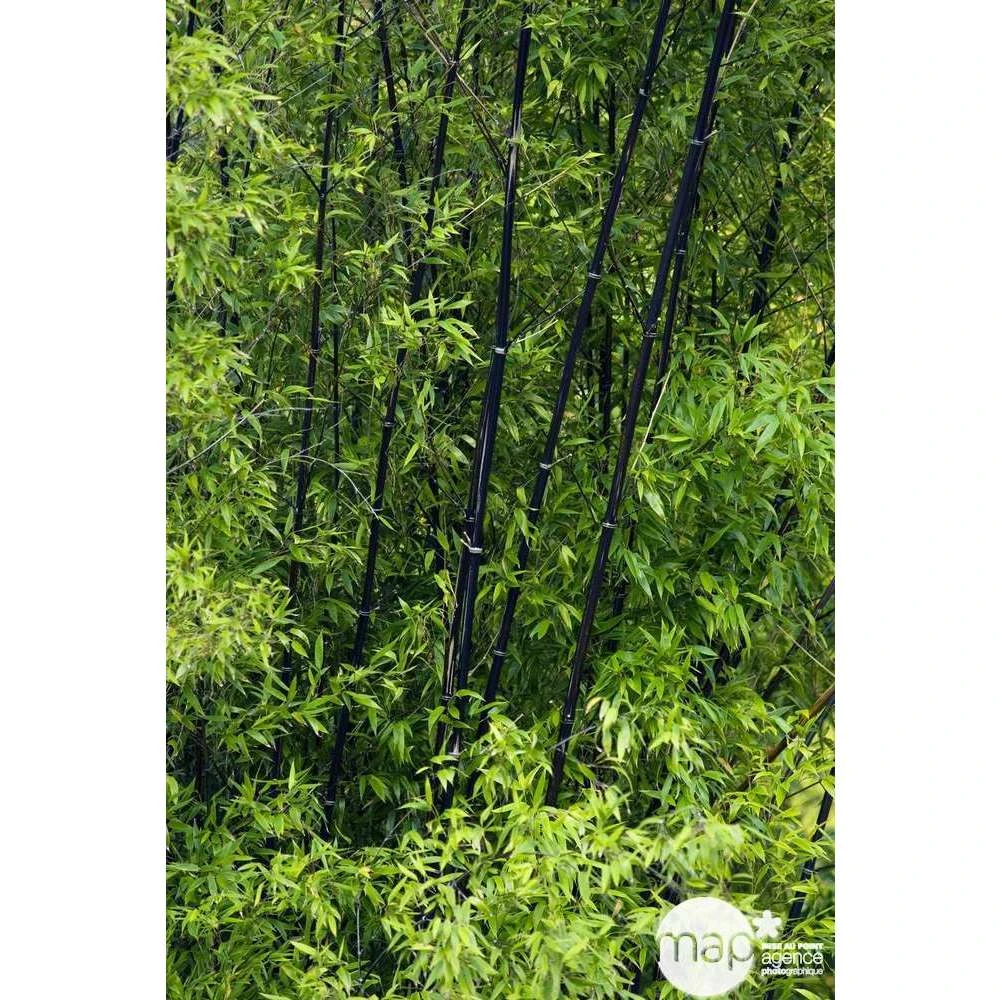 Bambou Moyen Phyllostachys Nigra 150/200 Cm: Pot De 18 Litres – Image 5