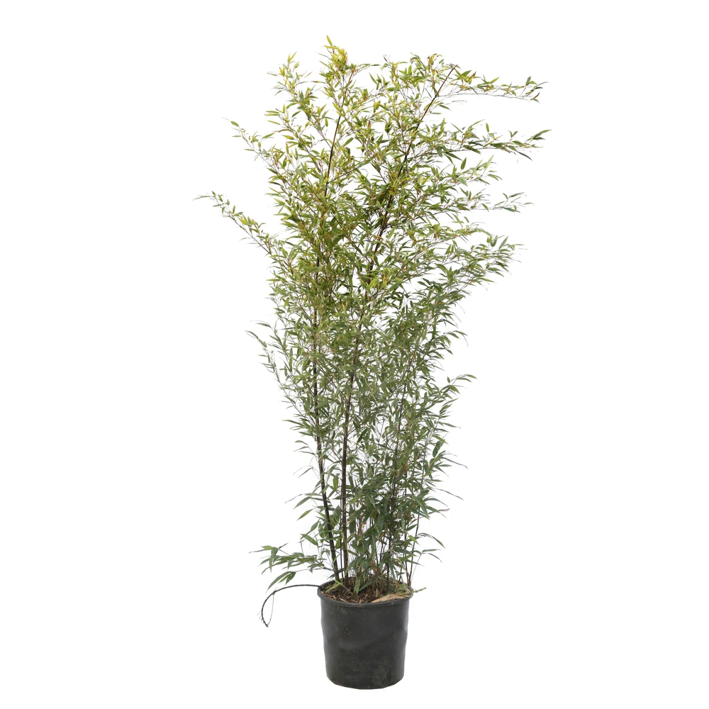 Bambou Moyen Phyllostachys Nigra 150/200 Cm: Pot De 18 Litres – Image 3