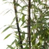 Bambou Moyen Phyllostachys Nigra 150/200 Cm: Pot De 18 Litres