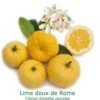 Lime Douce De Rome Bio Tailles:pot De 3 Litres, Hauteur 30/40 Cm