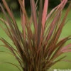 Phormium, Variétés Variables : Pot 4L