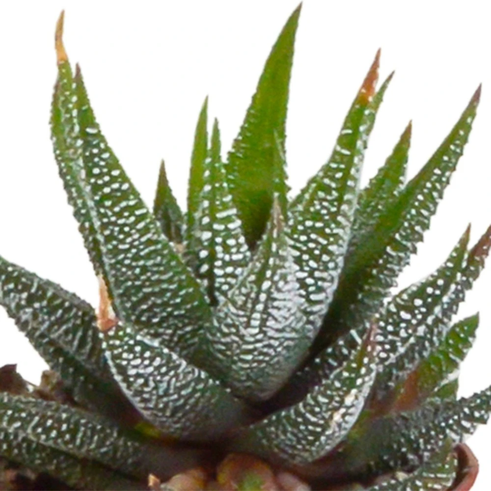 Gasteria, Haworthia Et Leurs Caches-pots Blancs, Box De 5 Plantes - H8cm, ø6cm - Plantes D'intérieur – Image 4
