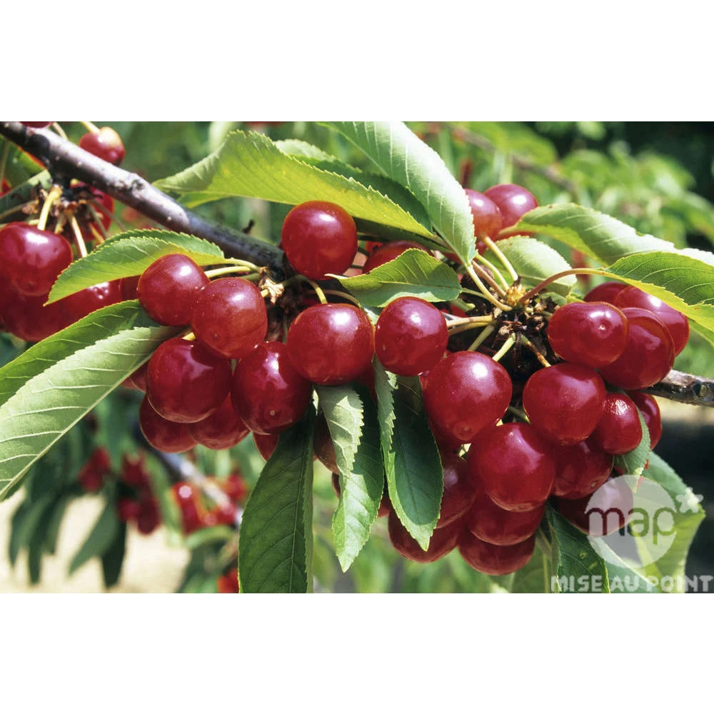 Cerisier Coeur De Pigeon : ½ Tige, 4-5 Ans, H 170-180 Cm – Image 3