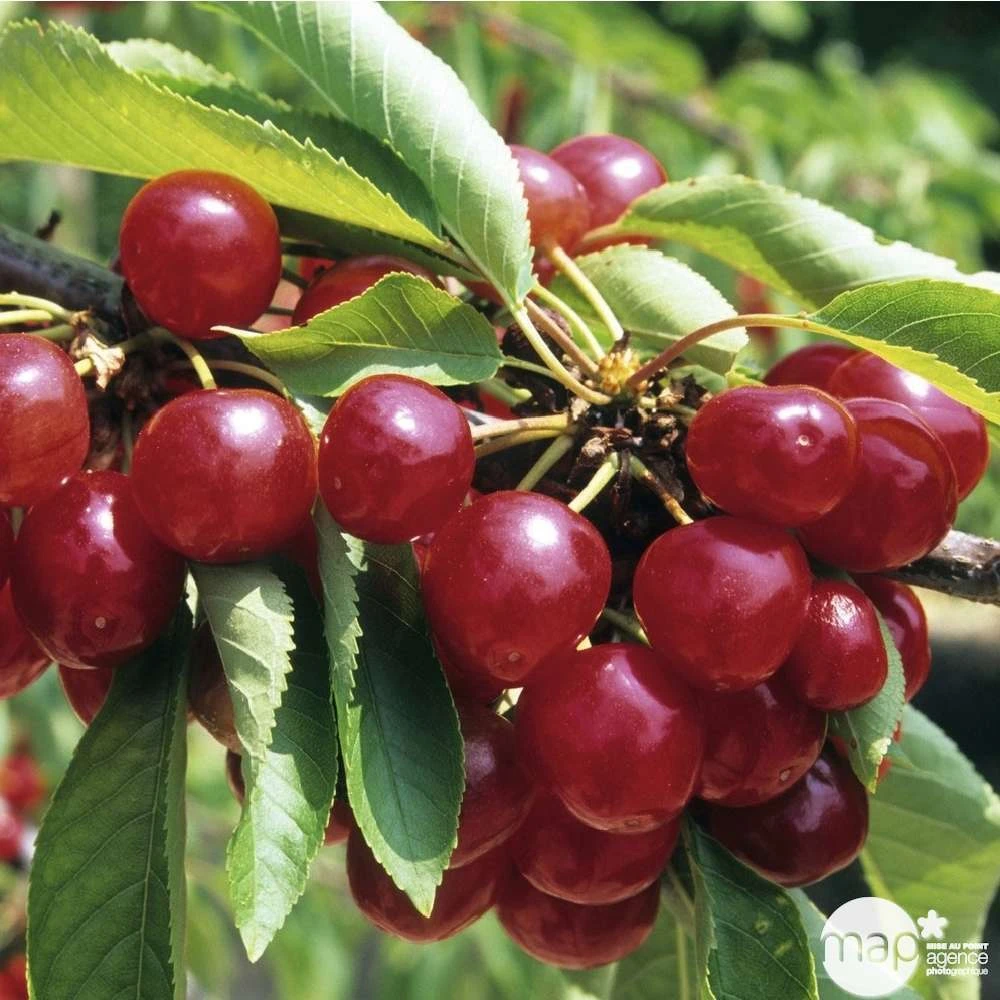 Cerisier Coeur De Pigeon : ½ Tige, 4-5 Ans, H 170-180 Cm – Image 4