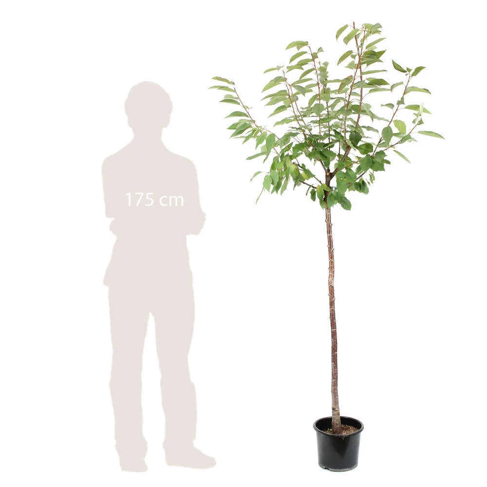 Cerisier Coeur De Pigeon : ½ Tige, 4-5 Ans, H 170-180 Cm – Image 2