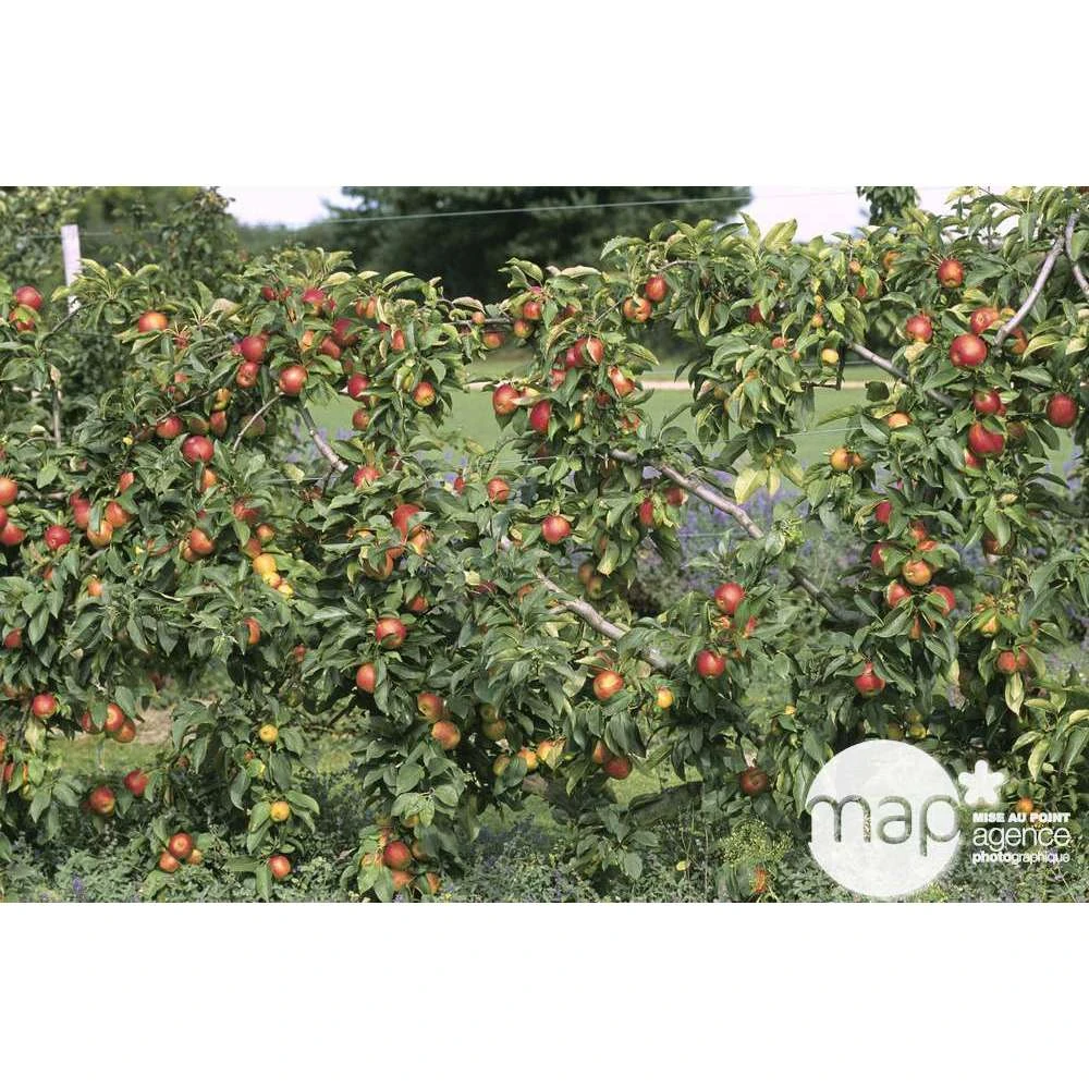 Pommier Reine Des Reinettes : Gobelet 3 Ans D'âge Ctr 12 Litres – Image 2