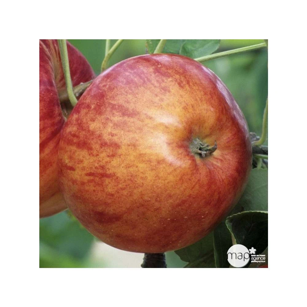 Pommier Reine Des Reinettes : Gobelet 3 Ans D'âge Ctr 12 Litres – Image 3