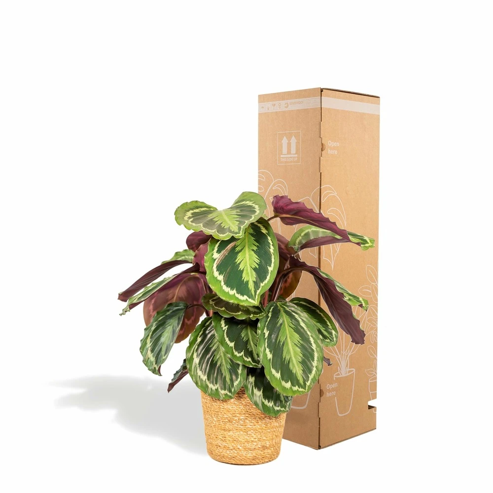 Calathea Médaillon Et Son Panier Naturel - H65cm, ø19cm - Plante D'intérieur – Image 4