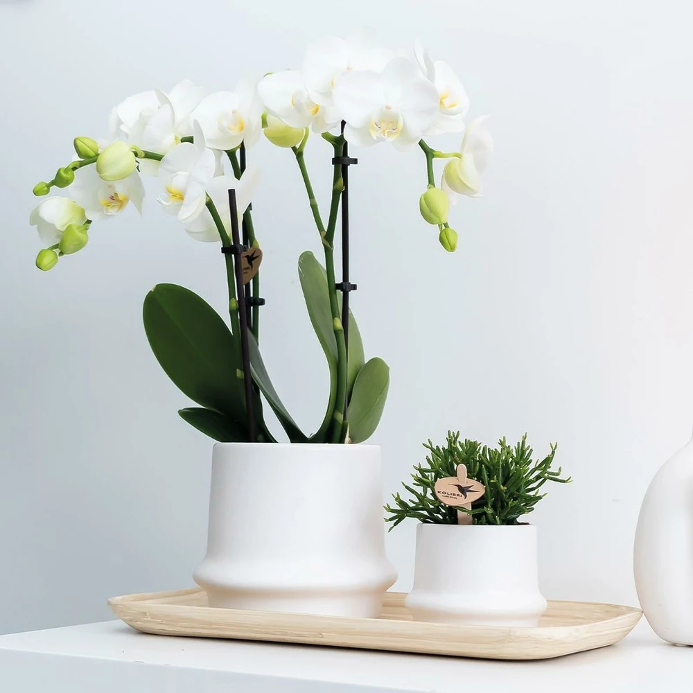 Haworthia Limifolia Et Son Cache-pot Blanc - H16cm, ø9cm - Plante D'intérieur – Image 2