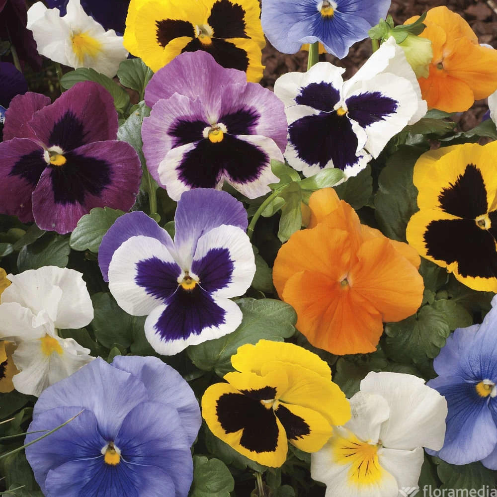 Pensée : Jardinière Colorée 40 Cm - Coloris Variables – Image 2