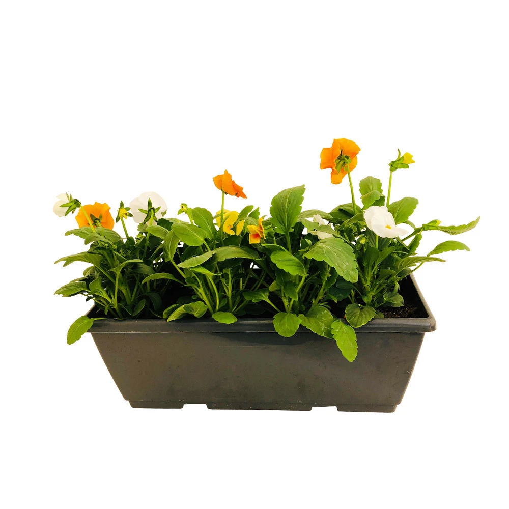 Pensée : Jardinière Colorée 40 Cm - Coloris Variables – Image 5