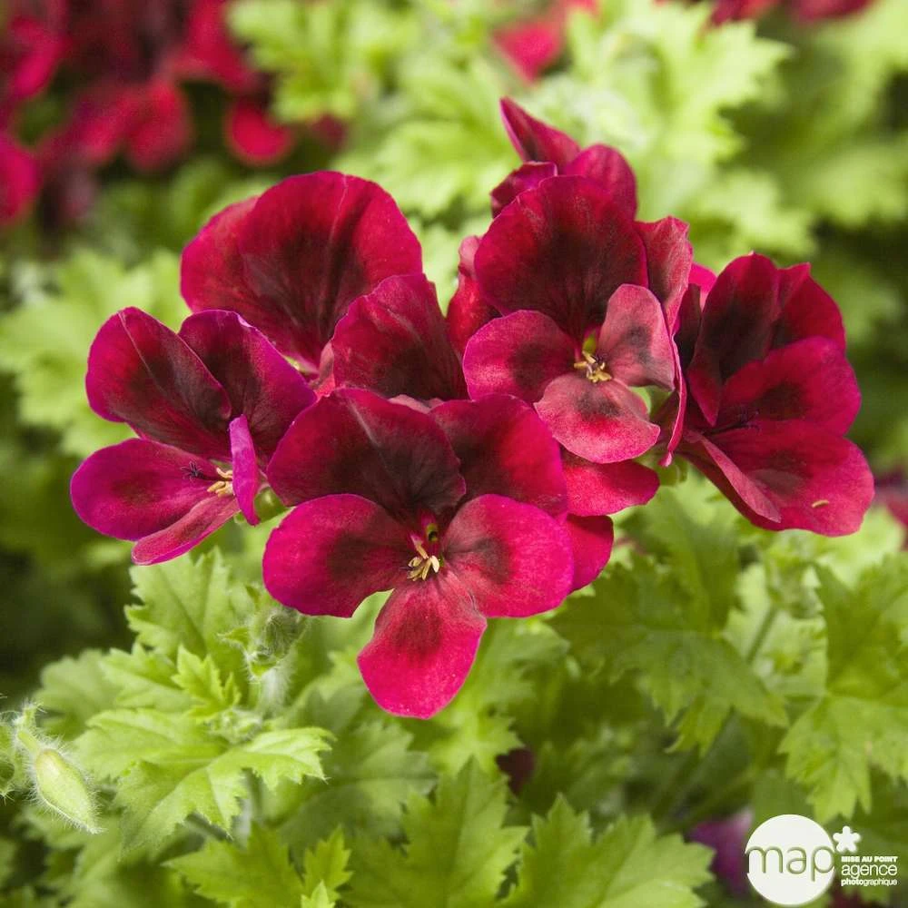 Géranium 'Calliope Dark Red' : Pot 4,5 Litres – Image 3