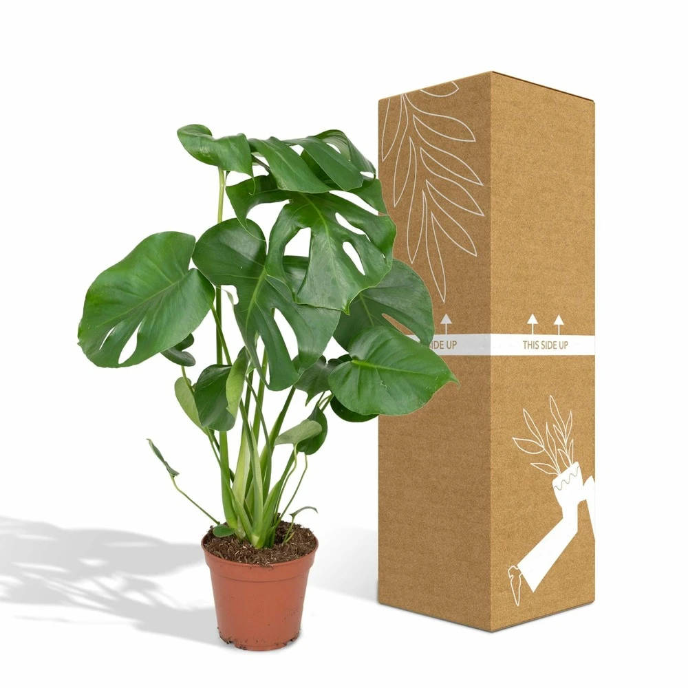 Monstera Deliciosa - H55cm, ø17cm - Plante D'intérieur – Image 5