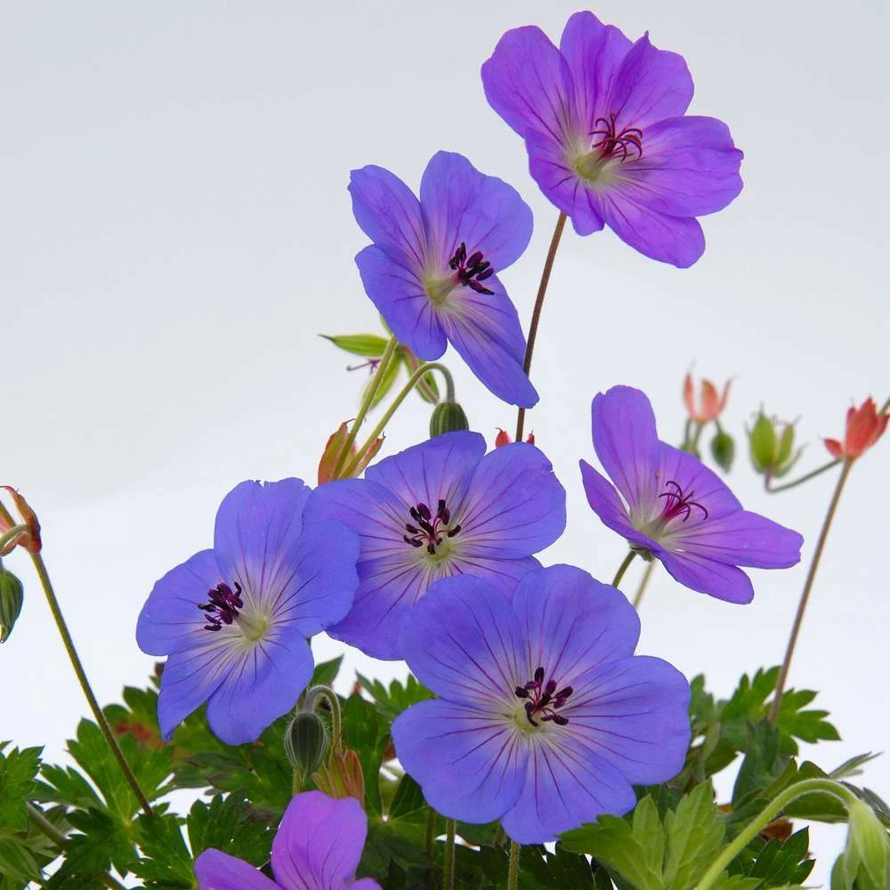 Géranium Rozanne ® : Conteneur De 2 Litres Bleu – Image 2