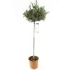 Olivier, Olea Europaea, Sur Tige H120/140cm : Pot D24cm
