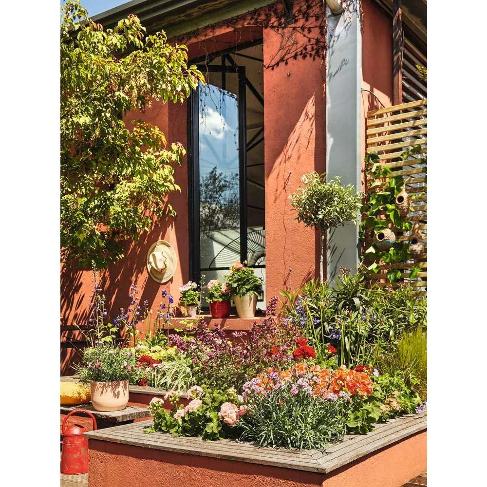 Olivier, Olea Europaea, Sur Tige H120/140cm : Pot D24cm – Image 2