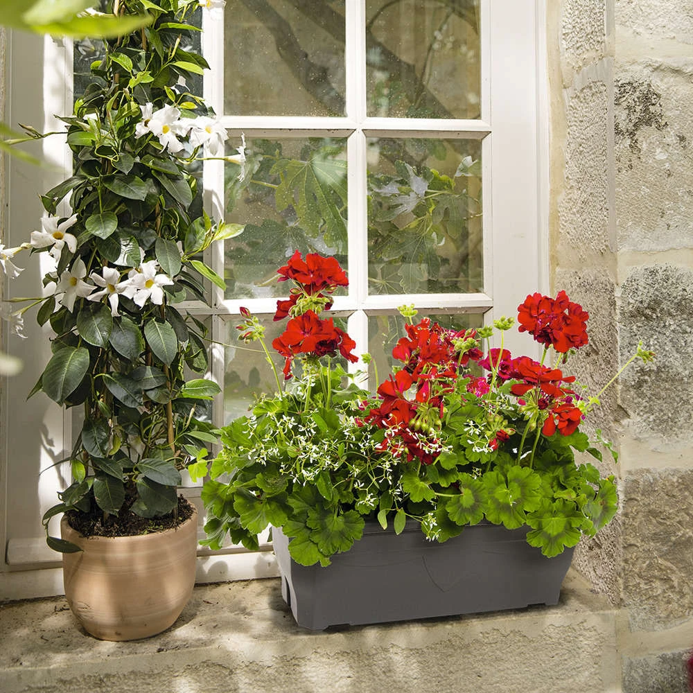 Géranium Calliope + Euphorbe 'Diamond Frost' : Jardinière 50cm – Image 2