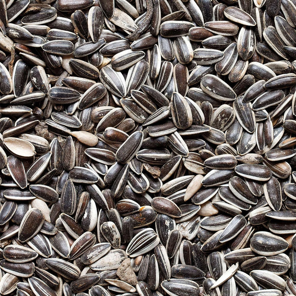 Graines De Tournesol Pour Oiseaux Du Jardin - 20 Kg – Image 2