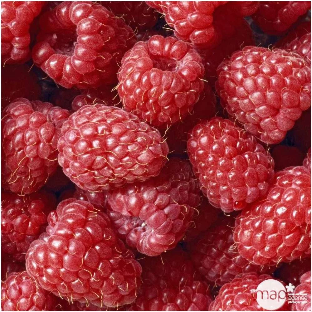 Framboisier 'Glen Ample' Bio : Pot De 3 Litres – Image 2