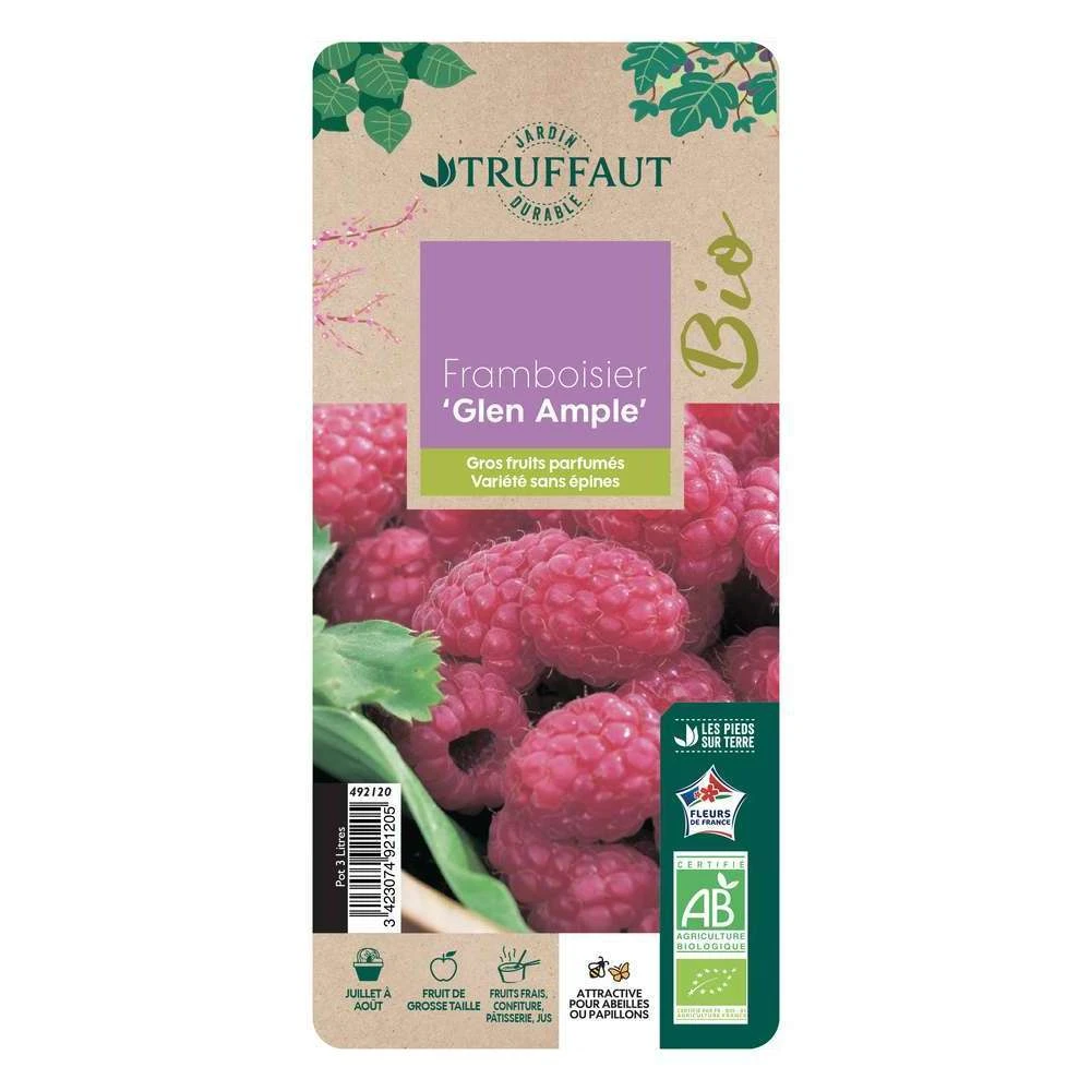 Framboisier 'Glen Ample' Bio : Pot De 3 Litres – Image 5