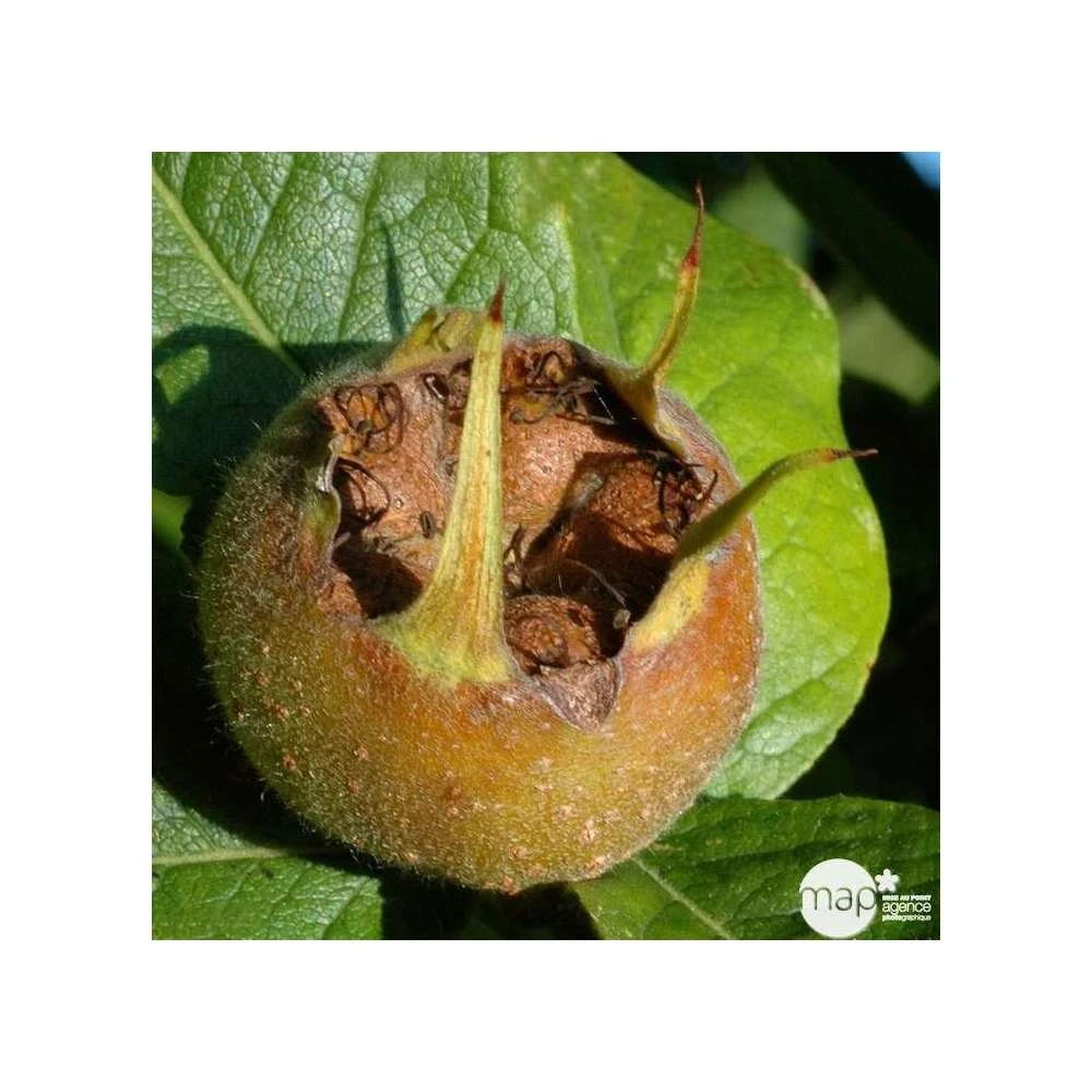 Eriobotrya 'Japonica': Ctr 18L – Image 2