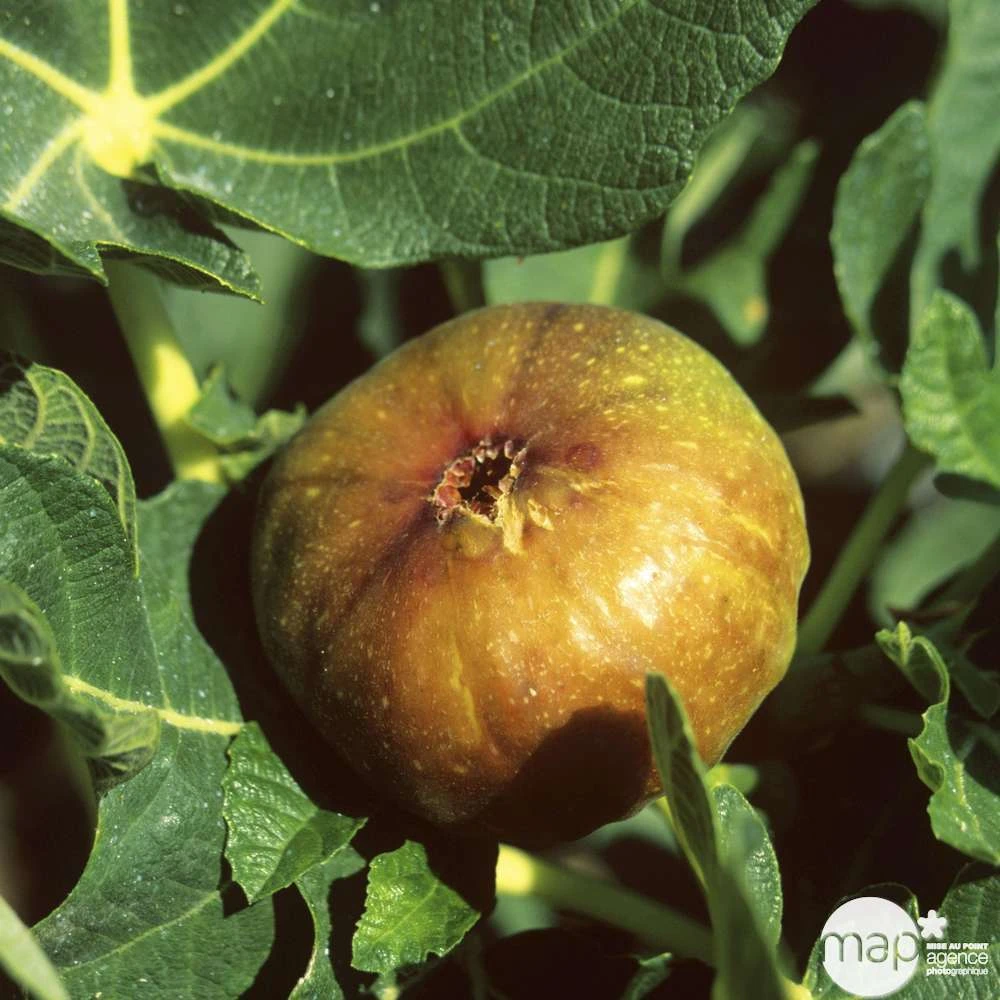 Figuier 'Madeleine Des Deux Saisons' :tige Conteneur 10 Litres – Image 2