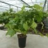 Vigne 'muscat De Hambourg' Bio Tailles:pot De 6 Litres, Hauteur 60/80 Cm