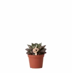 Echeveria Purpusorum - H9cm, ø6cm - Plante D'intérieur