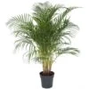Palmier Areca - Pot ⌀27 Cm - H. 140-150cm (hauteur Pot Incluse)