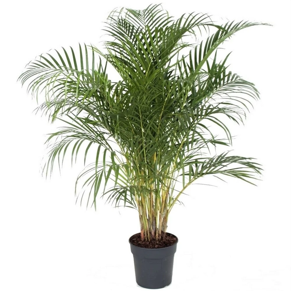 Palmier Areca - Pot ⌀27 Cm - H. 140-150cm (hauteur Pot Incluse)