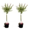 Set De 2 Salix Flamingo - Pot ⌀17cm - H.60-80cm (hauteur Pot Incluse)