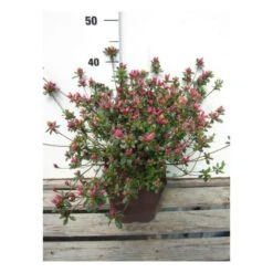 Azalée Du Japon 'amoena ' - 3l