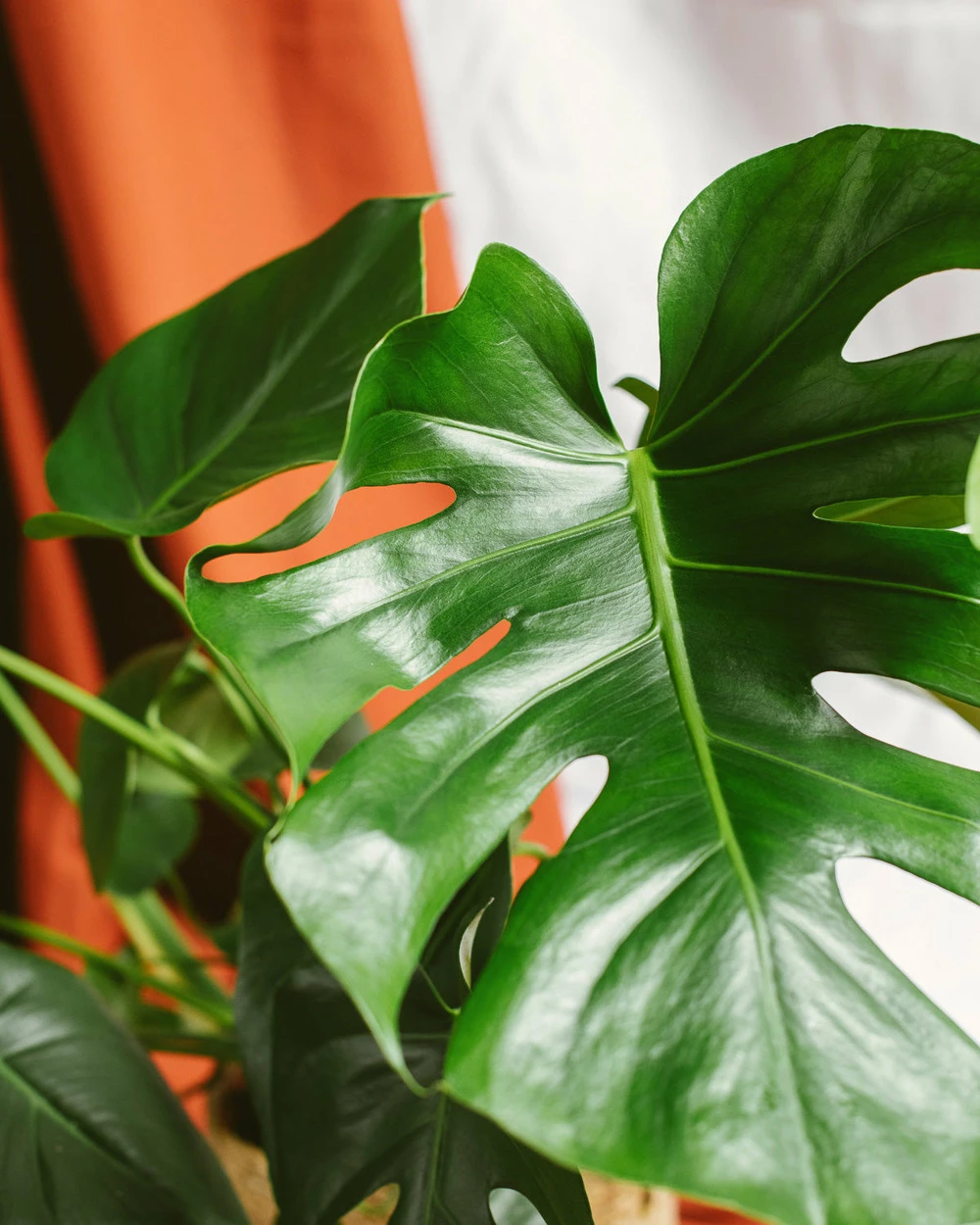 Plante D'intérieur - Monstera Deliciosa Xl 75cm – Image 2