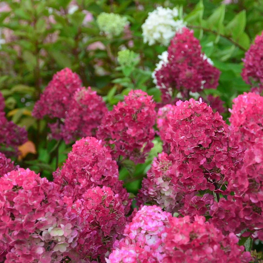 Hortensia Paniculata Framboisine ® 'rensam'/pot De 4l - 40/60 Cm – Image 3