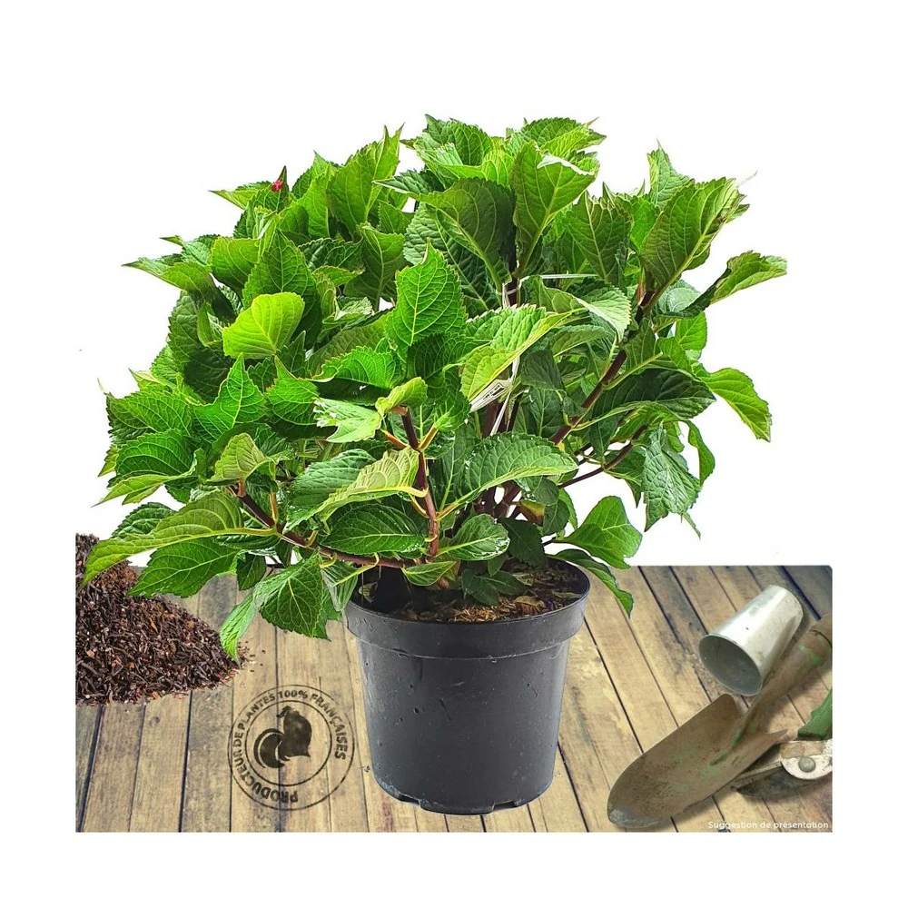 Hortensia Macrophylla Rouge/pot De 7,5l - 40/60 Cm