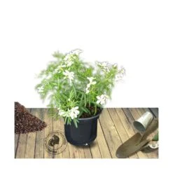 Oranger Du Mexique Ternata White Dazzler® 'londaz'/pot De 7,5l - 60/80 Cm