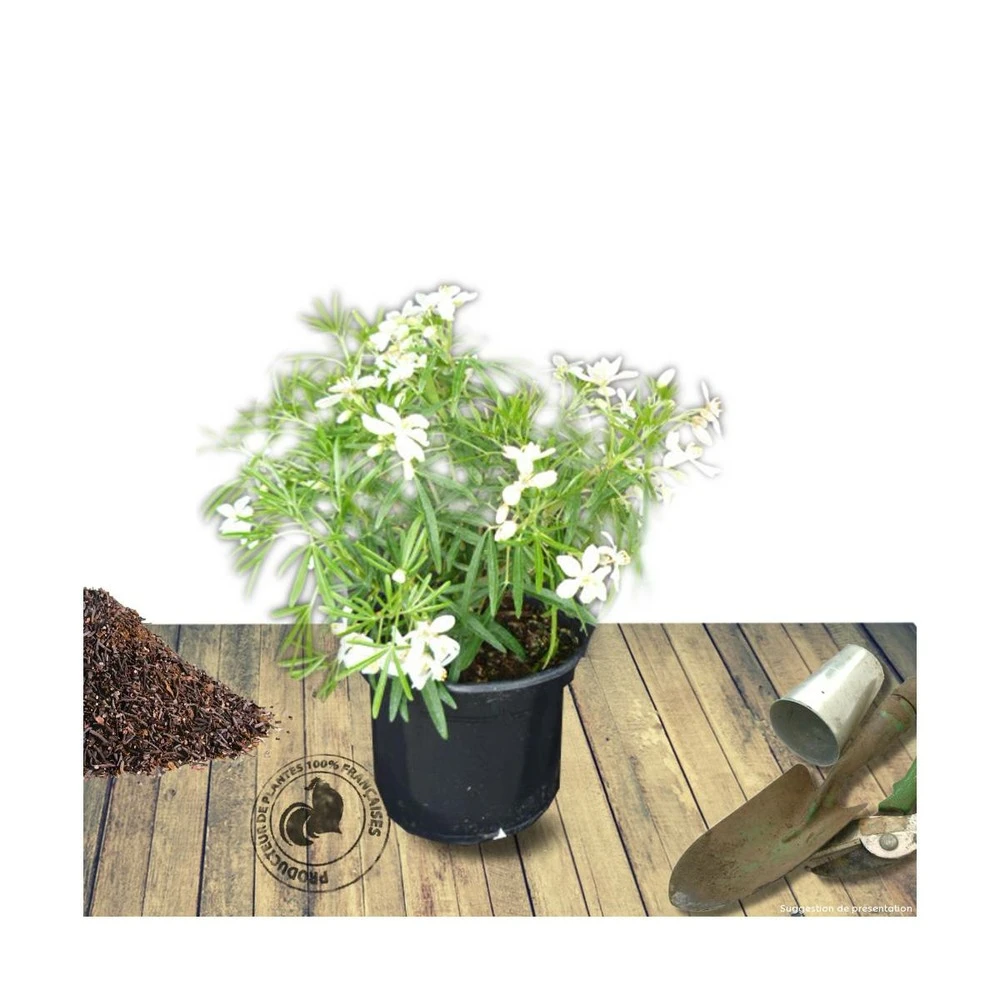 Oranger Du Mexique Ternata White Dazzler® 'londaz'/pot De 7,5l - 60/80 Cm