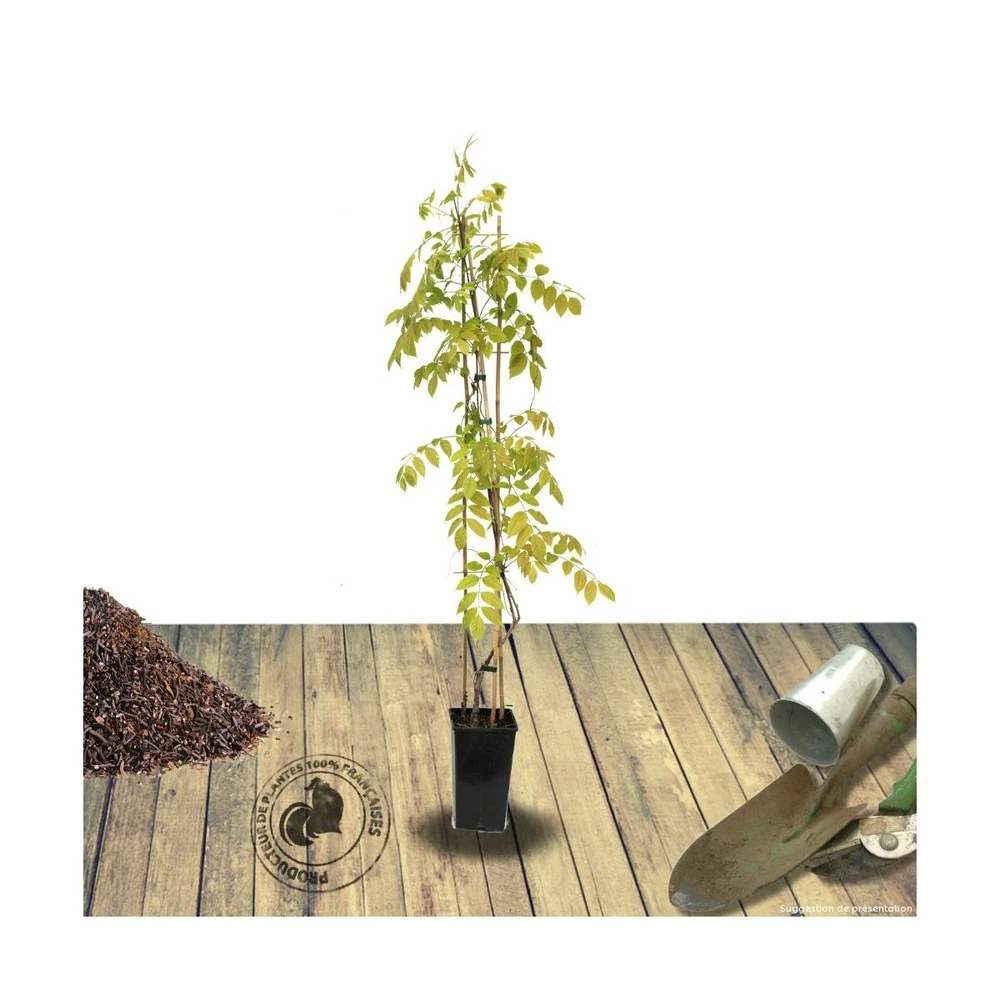 Glycine De Chine Sinensis Caroline/pot De 3l - Echelle Bambou 60/120 Cm – Image 2