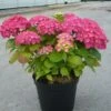 Hortensia Macrophylla Rosita/pot De 7,5l - 40/60 Cm